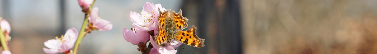 Onze Voedseltuin